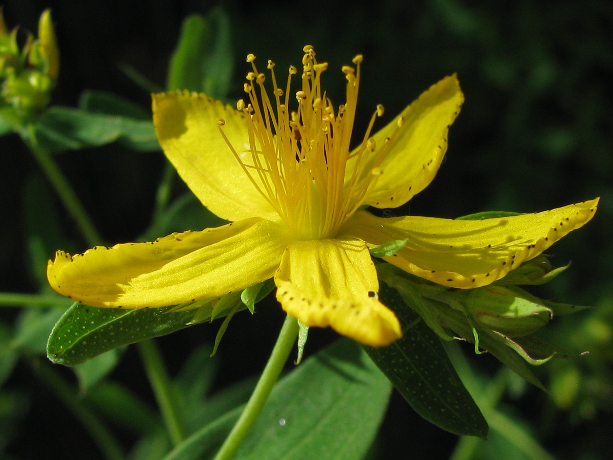 Изображение особи Hypericum perforatum.