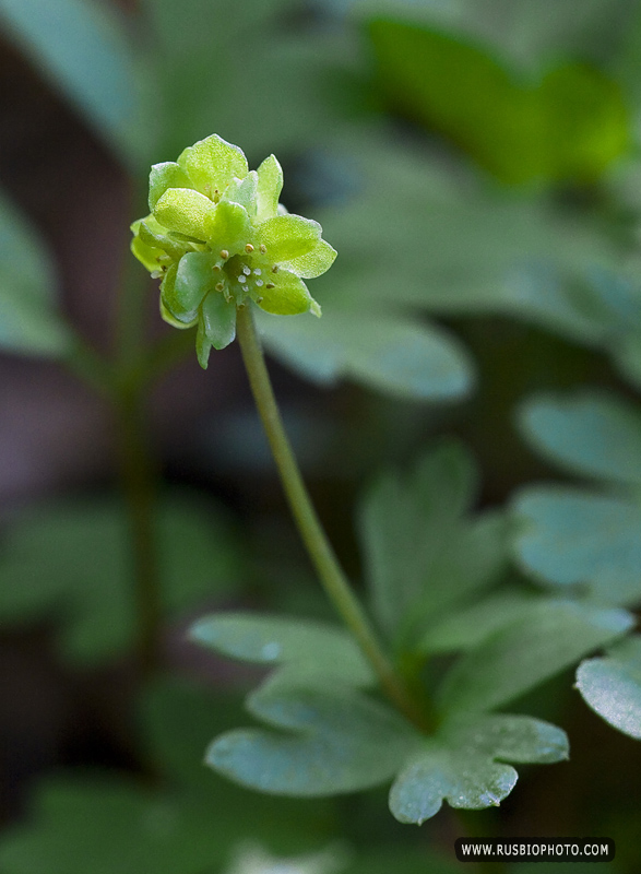 Изображение особи Adoxa moschatellina.