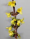Forsythia × intermedia. Средняя часть цветущей веточки. Германия, г. Кемпен, теневая сторона прогулочной дорожки. 28.02.2013.