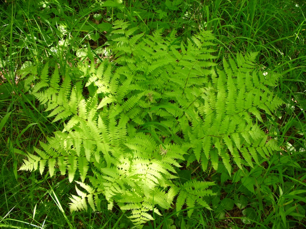 Изображение особи Athyrium monomachii.