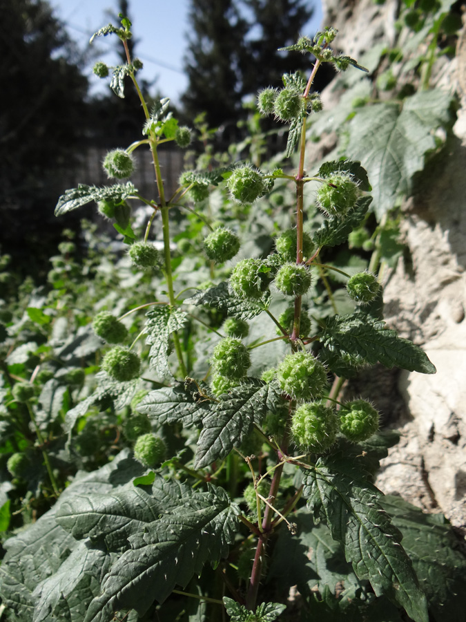 Изображение особи Urtica pilulifera.