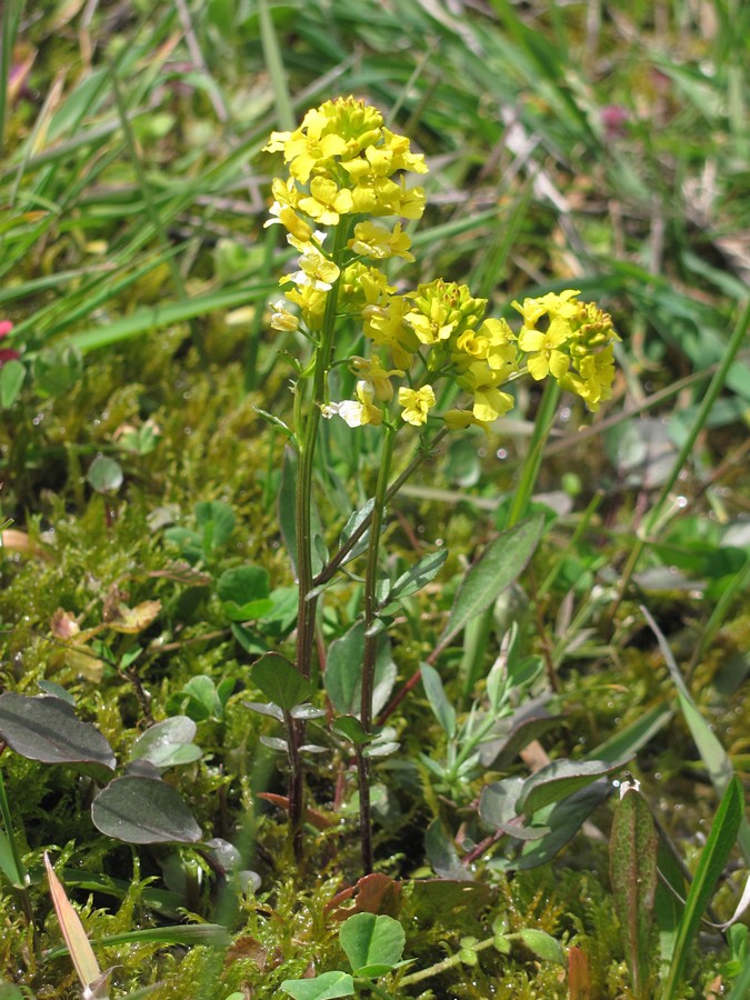 Image of Barbarea arcuata specimen.