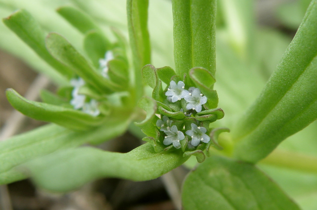 Image of Valerianella carinata specimen.