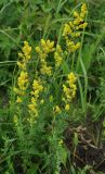 Galium verum. Цветущее растение. Приморье, бухта Русская, приморский луг. 09.08.2012.