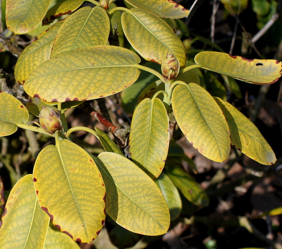 Изображение особи Rhododendron discolor.