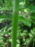 genus Chaerophyllum