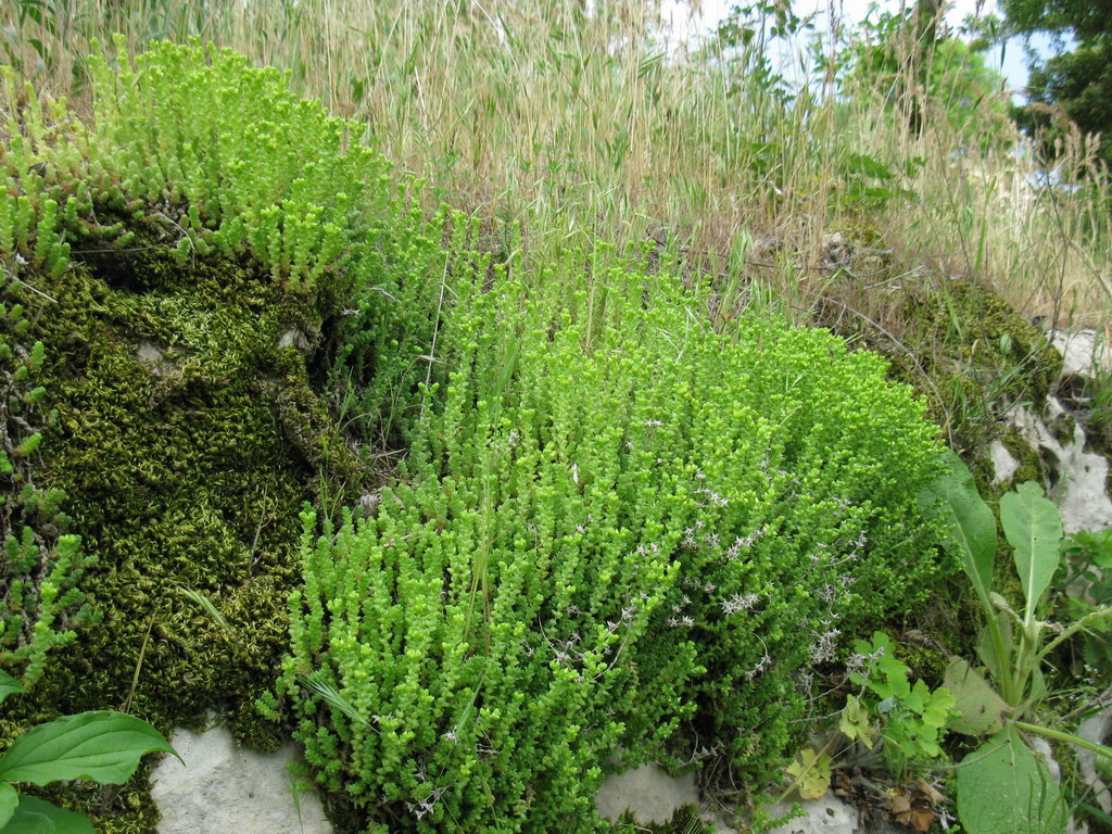 Image of Sedum acre specimen.