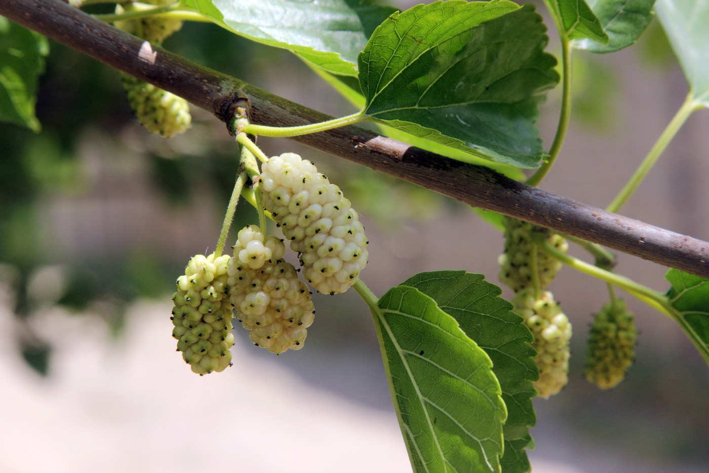 Изображение особи Morus alba.