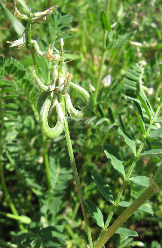 Изображение особи Astragalus hamosus.