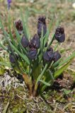 Allium atrosanguineum. Расцветающее растение. Казахстан, Тянь-Шань, Илейский Алатау, Большое Алмаатинское ущ., Космостанция 3000 м н.у.м. 09.06.2013.