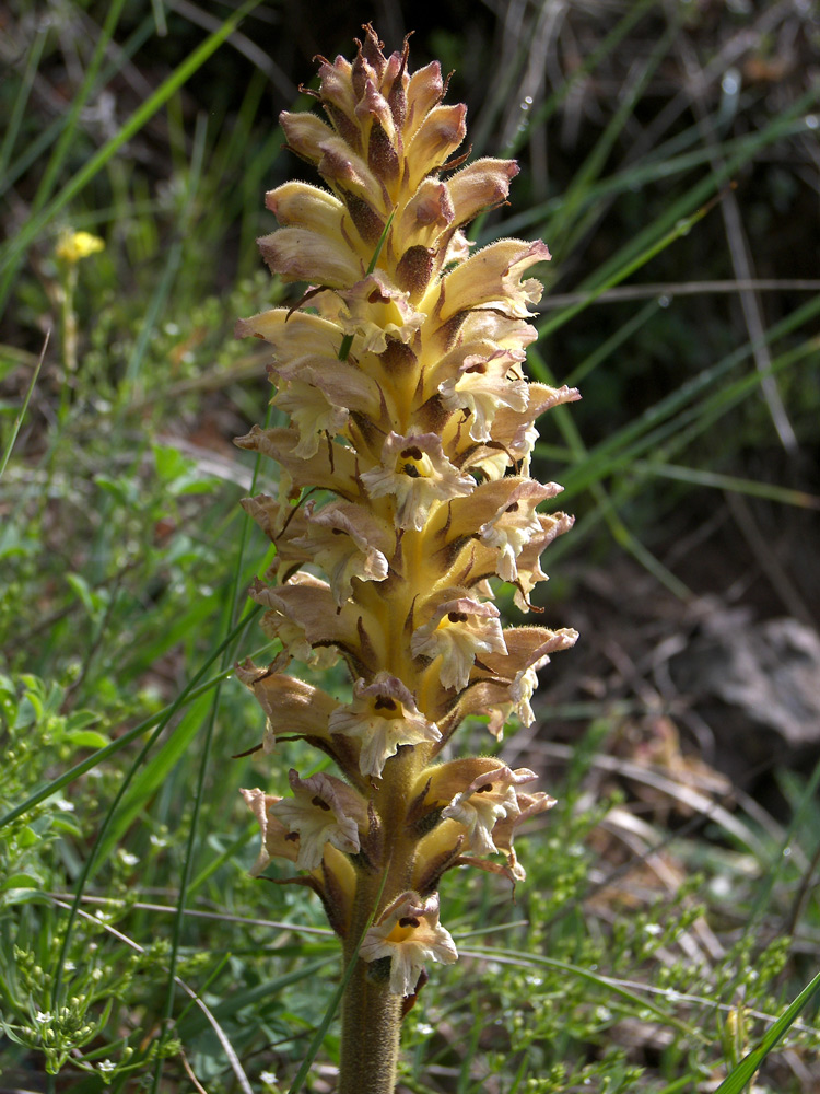 Изображение особи Orobanche lutea.