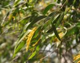 Acacia auriculiformis