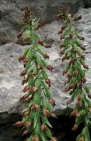 Epipactis krymmontana. Соплодия. Крым, окр. Ялты, гора Лапата, склон яйлы. 27 июля 2013 г.