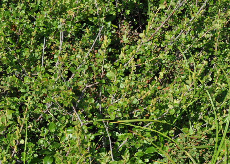 Image of Betula exilis specimen.