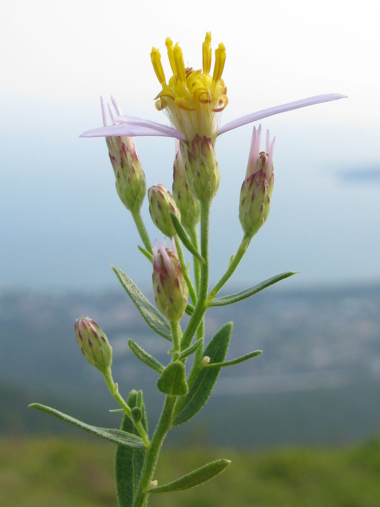 Image of Galatella dracunculoides specimen.