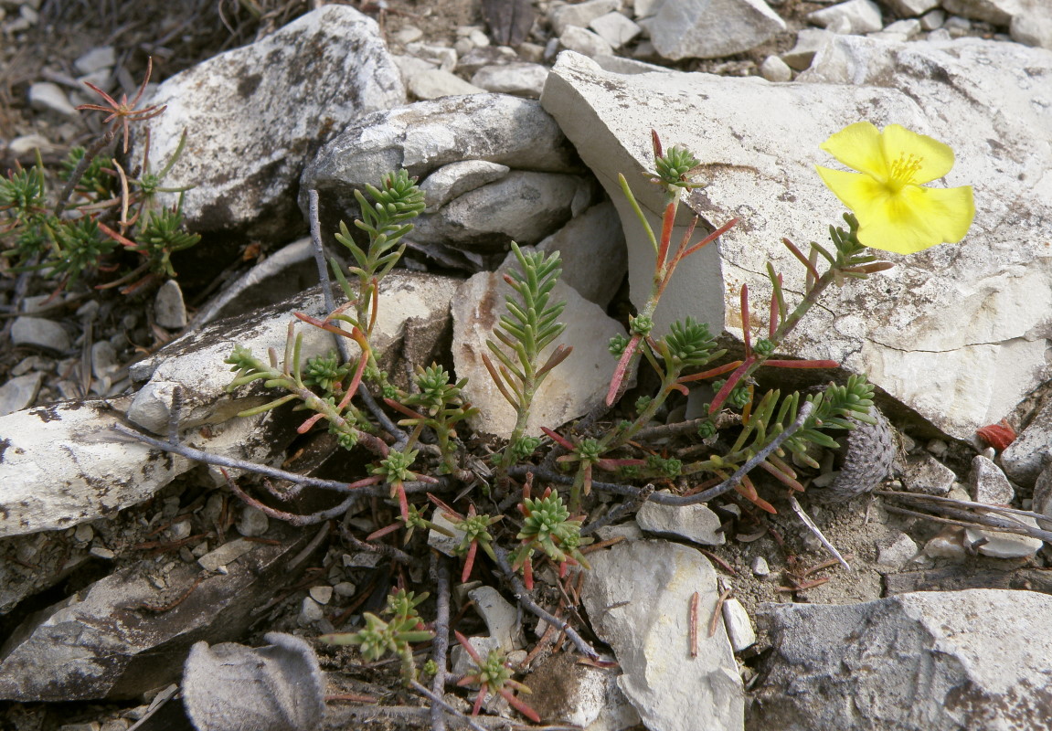 Изображение особи Fumana procumbens.