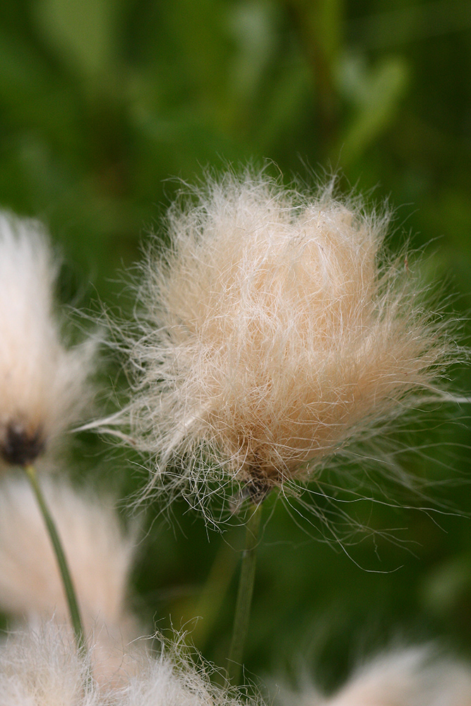 Image of Eriophorum russeolum specimen.