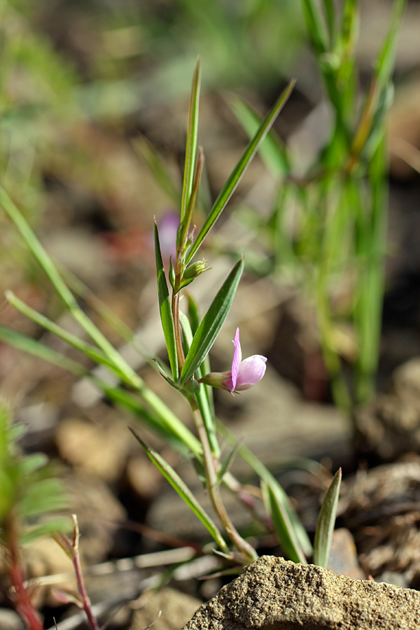 Изображение особи Lathyrus inconspicuus.