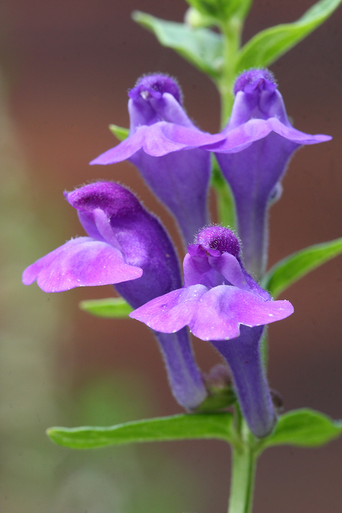 Image of Scutellaria scordiifolia specimen.