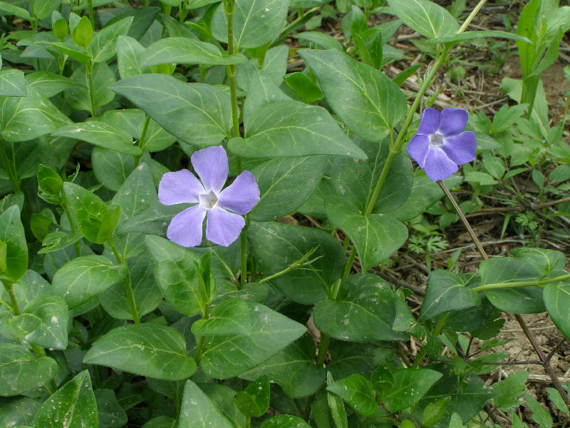 Image of Vinca major specimen.