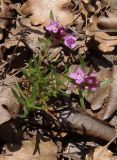 Thymus roegneri. Цветущее растение. Южный берег Крыма, мыс Никитин, лес. 22.05.2013.