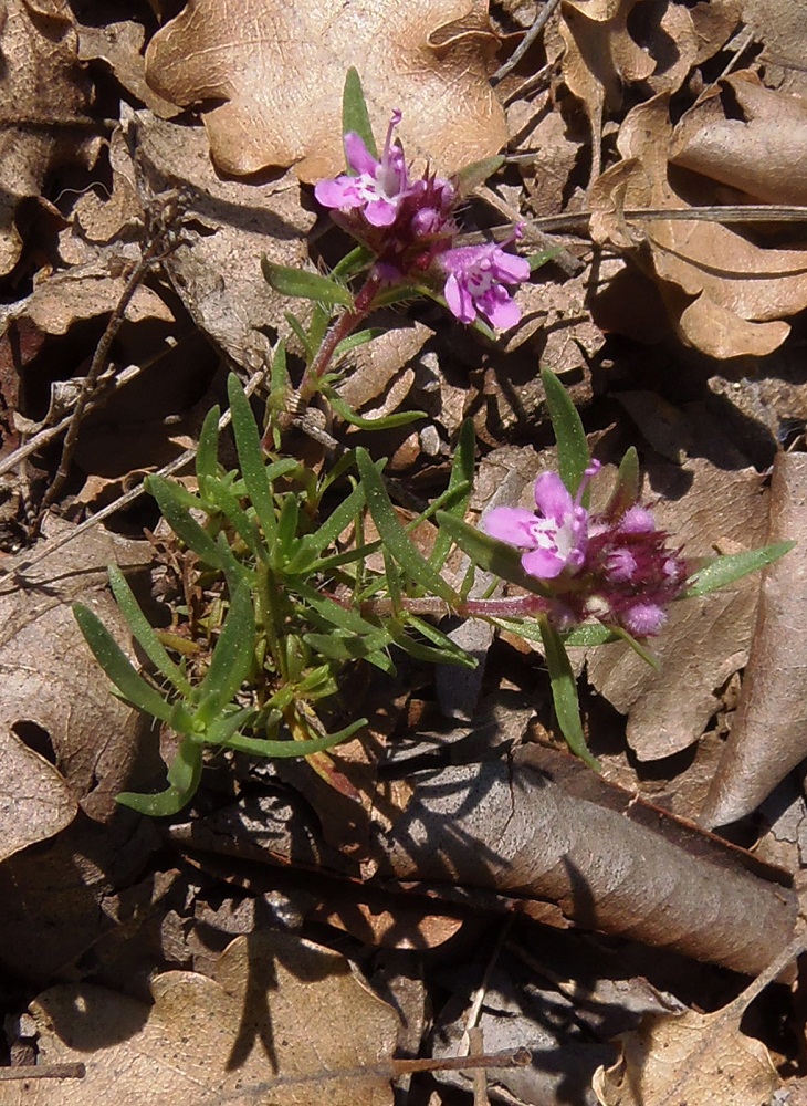 Image of Thymus roegneri specimen.