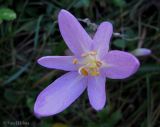 Colchicum autumnale. Цветок. Украина, Ивано-Франковская обл., Косовский р-н, с. Шешоры, НПП \"Гуцульщина\", окраина сада возле лесничества. 6 сентября 2013 г.