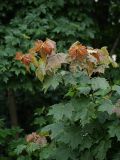 Acer platanoides. Мощные ростовые побеги с молодыми листьями. Санкт-Петербург, 20.06.2009.