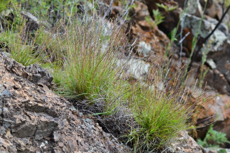 Изображение особи Tripogon chinensis.