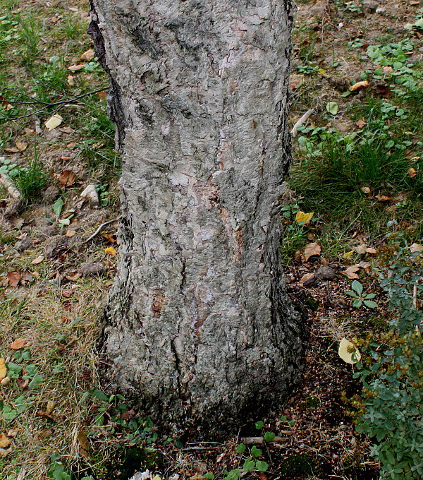 Image of Betula dauurica specimen.