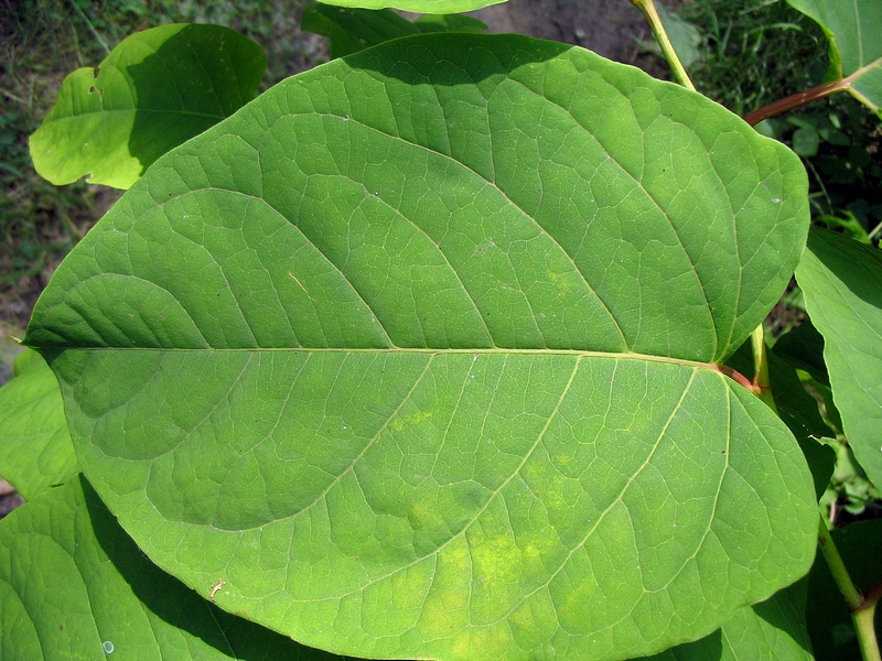 Image of Reynoutria japonica specimen.