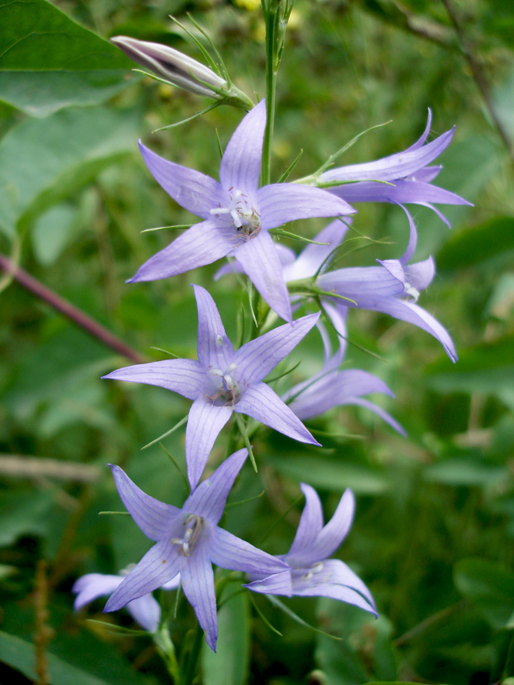 Image of Campanula rapunculus specimen.