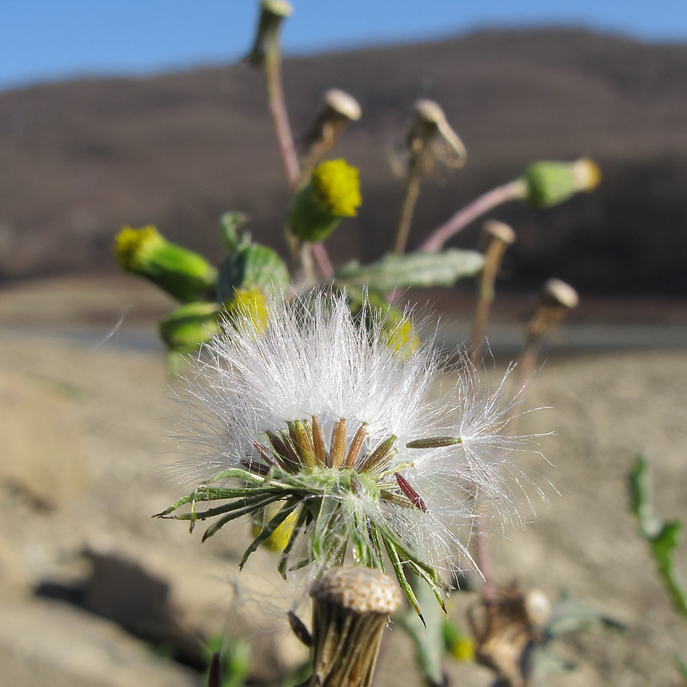 Изображение особи Senecio vulgaris.