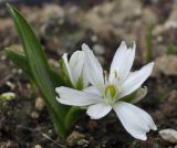 Ornithogalum balansae