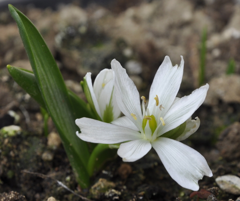 Image of Ornithogalum balansae specimen.