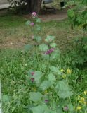 Malva mauritiana