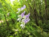 Aconitum sczukinii