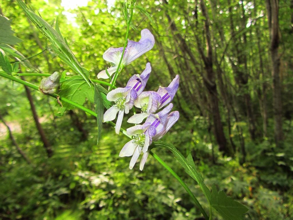Image of Aconitum sczukinii specimen.