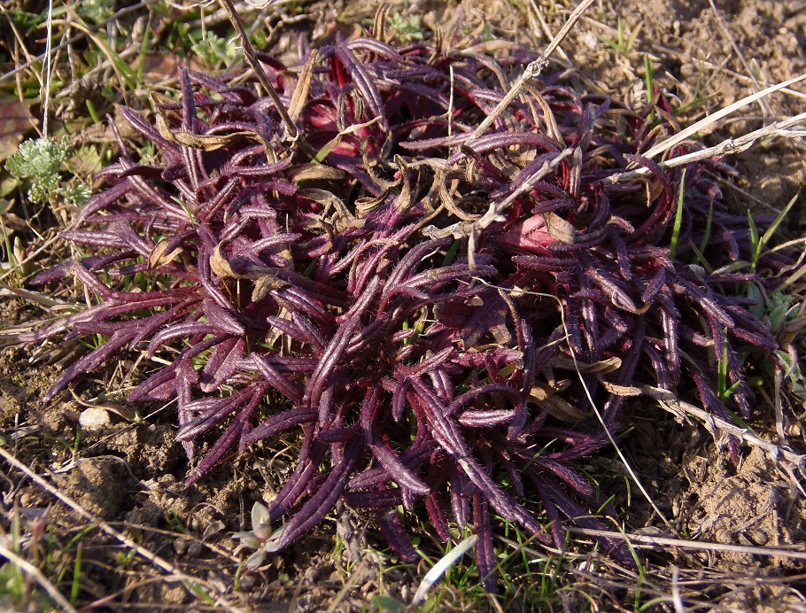 Image of Ajuga chia specimen.
