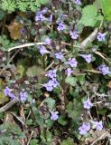 Glechoma hederacea. Цветущие растения. Восточный Казахстан, Глубоковский р-н, окр. с. Тарханка, склон сопки. 02.05.2013.