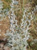 Artemisia maritima. Верхняя часть растения. Нидерланды, Северное море, остров Схирмонниког, засолённый приморский луг. Июль 2006 г.