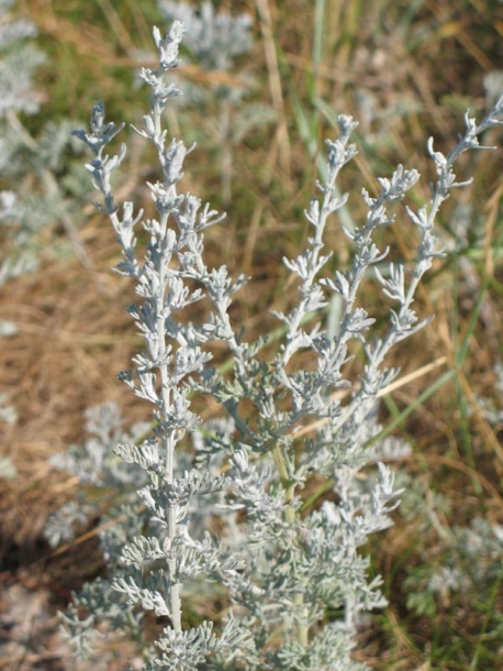 Image of Artemisia maritima specimen.