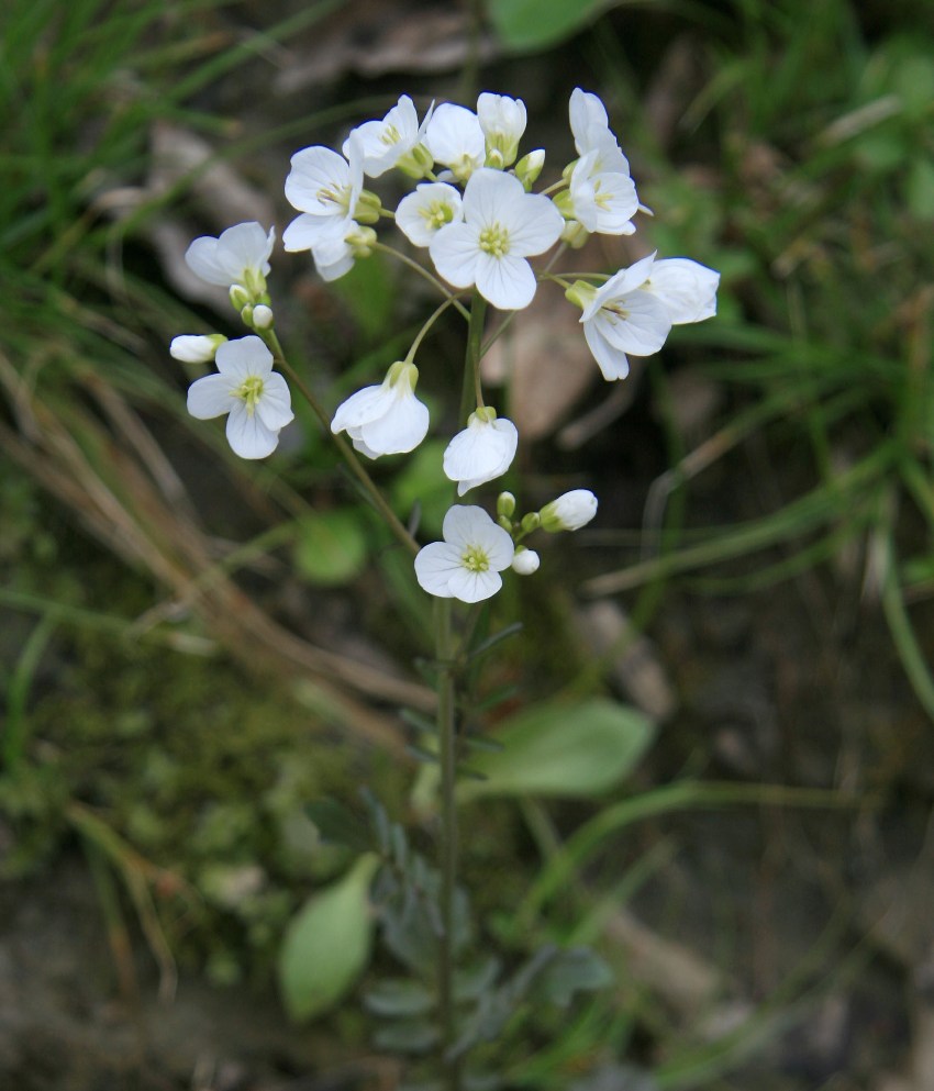 Изображение особи Cardamine tenera.