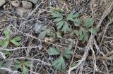 Anemone petiolulosa