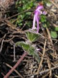 Lamium amplexicaule