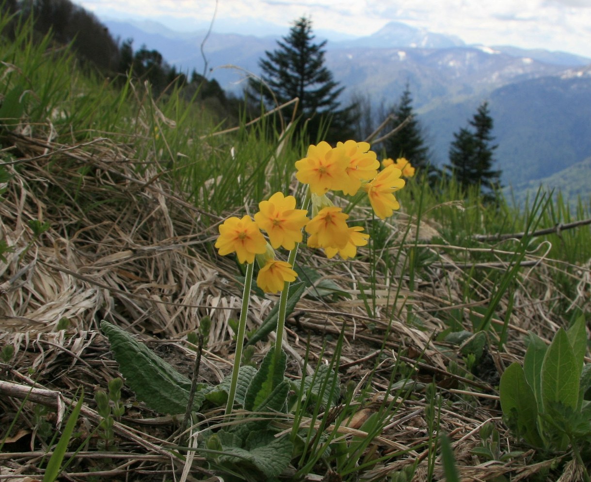 Изображение особи Primula pseudoelatior.