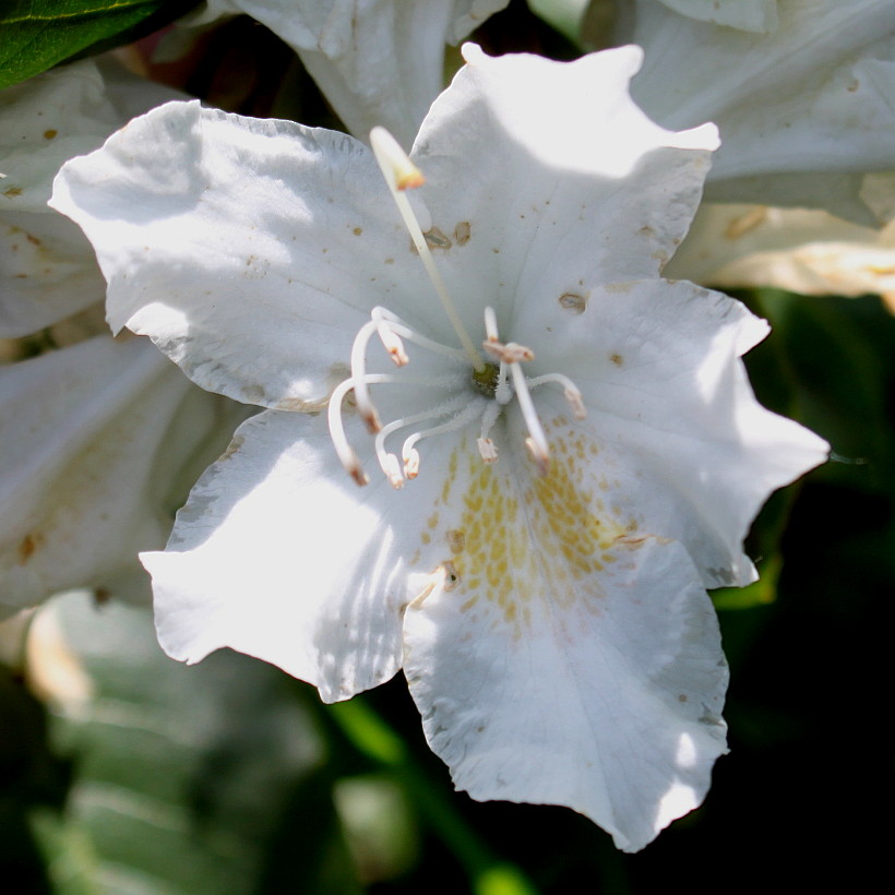 Image of Rhododendron catawbiense specimen.