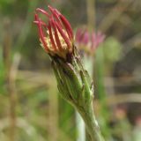 Leibnitzia anandria
