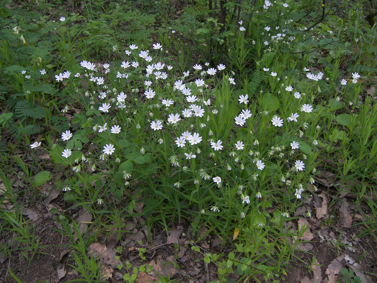 Image of Stellaria holostea specimen.
