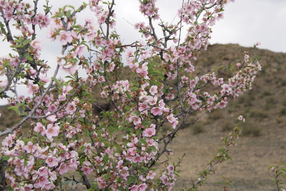 Изображение особи Amygdalus pedunculata.